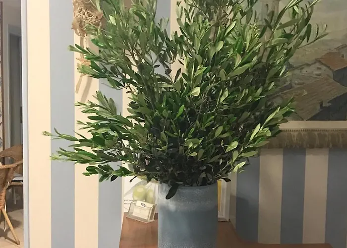 Kon Tiki 阿拉西奥